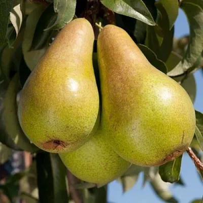 груша конкорд груша конкорд