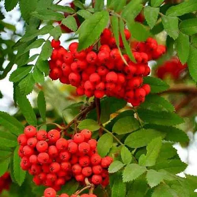 Рябина ОБЫКНОВЕННАЯ  Рябина ОБЫКНОВЕННАЯ в Раменском