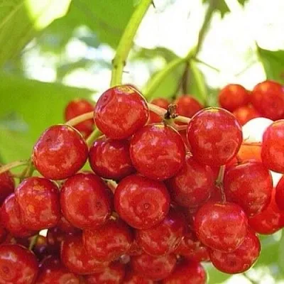 Калина КИЕВСКАЯ САДОВАЯ в Раменском