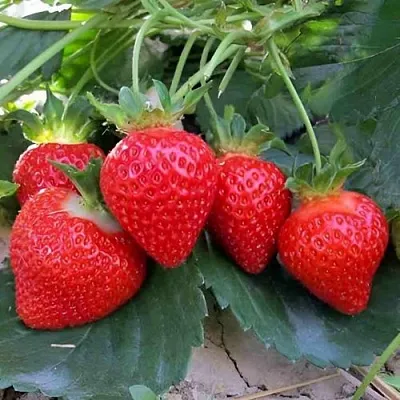 Клубника ТЕА  Клубника ТЕА в Раменском