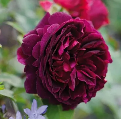 Саженцы роз МАНСТЕД ВУД английская  Саженцы роз МАНСТЕД ВУД английская в Раменском