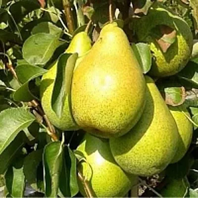 Груша ПАТЕН (ГЛУБОКСКАЯ)  Груша ПАТЕН (ГЛУБОКСКАЯ) в Раменском