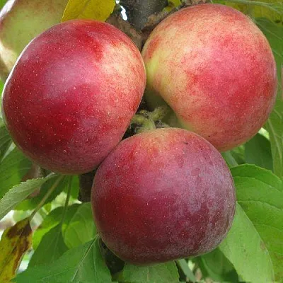 Яблоня БАЛЕРИНА ФЛАМЕНКО колонновидная  Яблоня БАЛЕРИНА ФЛАМЕНКО колонновидная в Раменском