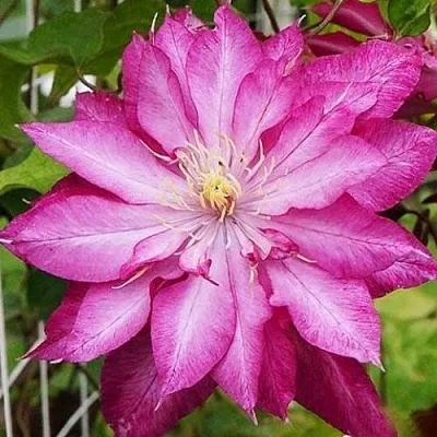 Клематис КАЕН в Раменском