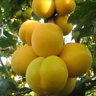 Слива ЛОДВА  Слива ЛОДВА в Раменском