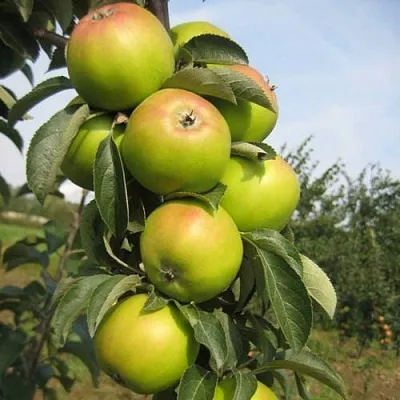 Яблоня ЛУКОМОР колонновидная  Яблоня ЛУКОМОР колонновидная в Раменском