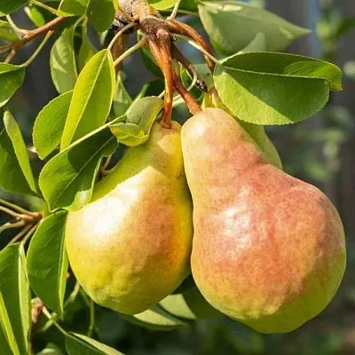 Летние сорта  Летние сорта в Раменском