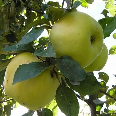 Яблоня АНТОНОВКА ОБЫКНОВЕННАЯ  Яблоня Антоновка Обыкновенная в Раменском