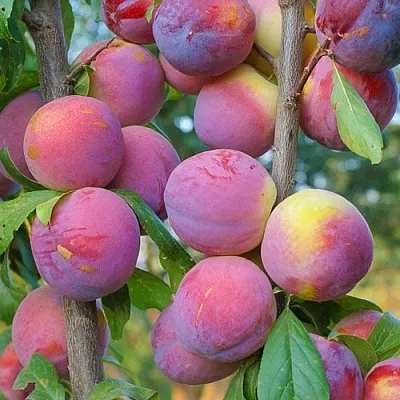 Слива КОЛОННОВИДНАЯ  Слива КОЛОННОВИДНАЯ в Раменском