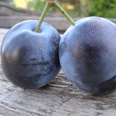 Слива БЛЮФРИ  Слива БЛЮФРИ в Раменском