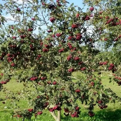 Рябина БУРКА сладкоплодная — описание сорта Рябина БУРКА сладкоплодная в Раменском