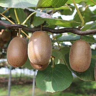 Актинидия ЗАКАРПАТЬЕ деликатесная  Актинидия ЗАКАРПАТЬЕ деликатесная в Раменском