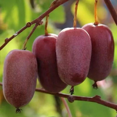 Актинидия ПУРПУРНО САДОВАЯ  аргута  Актинидия ПУРПУРНО САДОВАЯ  аргута в Раменском