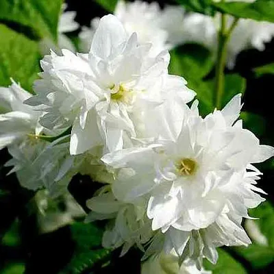 Жасмин ДАМ БЛАНШ  Жасмин ДАМ БЛАНШ в Раменском