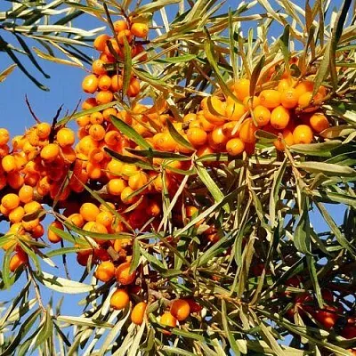 Облепиха ДАР МГУ  Облепиха ДАР МГУ в Раменском