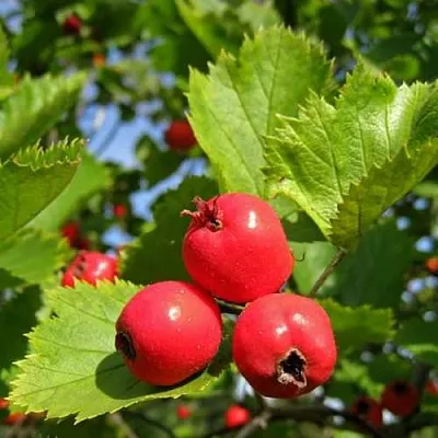 Боярышник МЯГКОВАТЫЙ в Раменском