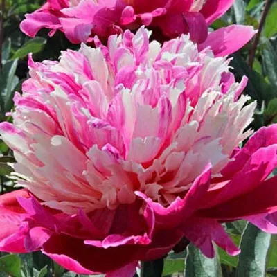 Пион ДЕЙДРИМ травянистый  Пион ДЕЙДРИМ травянистый в Раменском