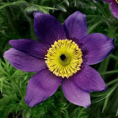 Прострел ПИНВИЛ БЛЮ ШЕЙДЕС в Раменском