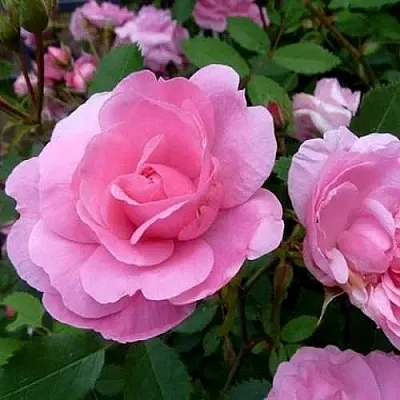 Саженцы роз ДЖОН ДЭВИС плетистая  Саженцы роз ДЖОН ДЭВИС плетистая в Раменском