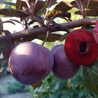 Слива ПАННА   Слива ПАННА  в Раменском