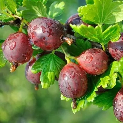 Крыжовник СЕРЕНАДА в Раменском