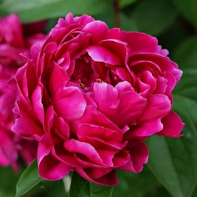 Пион ЛУИ ВАН-ГУТТ травянистый  Пион ЛУИ ВАН-ГУТТ травянистый в Раменском