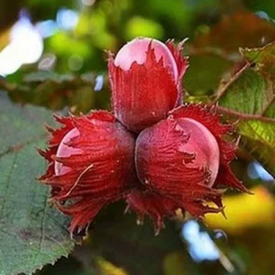 Фундук КРАСНЫЙ ЯНТАРЬ — описание сорта Фундук КРАСНЫЙ ЯНТАРЬ в Раменском