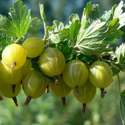 Крыжовник ЮБИЛЕЙНЫЙ в Раменском