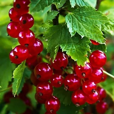 Смородина красная РОЛАН  Смородина красная РОЛАН в Раменском