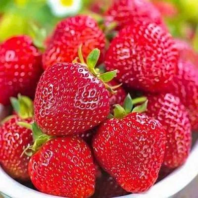 Клубника СИЛЬВИЯ  Клубника СИЛЬВИЯ в Раменском