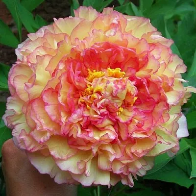 Пионы древовидные в Раменском