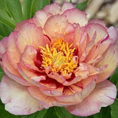 Пион КЭЛЛИС МЕМОРИ ито-гибрид  Пион КЭЛЛИС МЕМОРИ ито-гибрид в Раменском