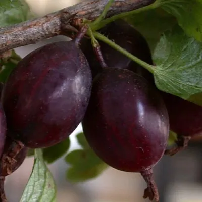 Крыжовник ЧЕЛЯБИНСКИЙ СЛАБОШИПОВАТЫЙ в Раменском