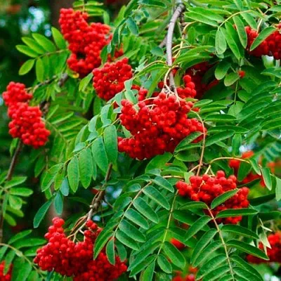 Рябина ПЛАКУЧАЯ сладкоплодная  Рябина ПЛАКУЧАЯ сладкоплодная в Раменском