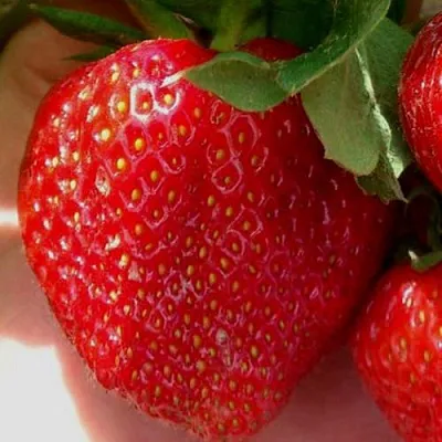 Клубника МАГНУС  Клубника МАГНУС в Раменском