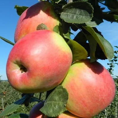 Яблоня БРЯНСКОЕ РОЗОВОЕ  Яблоня БРЯНСКОЕ РОЗОВОЕ в Раменском