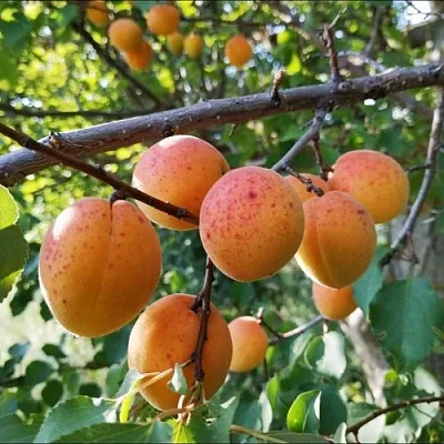 Абрикос ЖЕРДЕЛА  Абрикос ЖЕРДЕЛА в Раменском