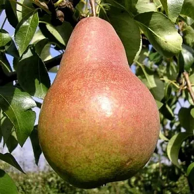 Груша КИРГИЗСКАЯ ЗИМНЯЯ  Груша КИРГИЗСКАЯ ЗИМНЯЯ в Раменском