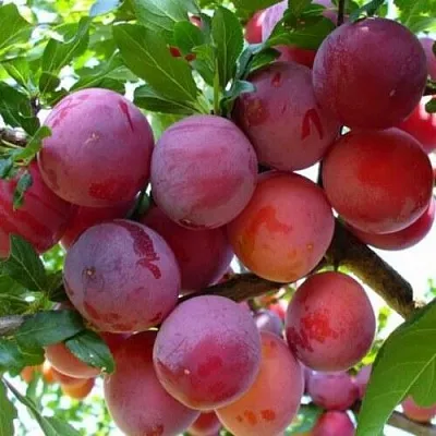 Слива НЕКТАРИННАЯ АРОМАТНАЯ  Слива НЕКТАРИННАЯ АРОМАТНАЯ в Раменском