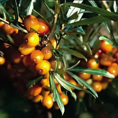 Облепиха ДАР КАЗАКОВУ  Облепиха ДАР КАЗАКОВУ в Раменском