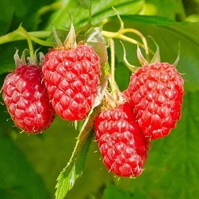 Малина ИЗОБИЛЬНАЯ  Малина ИЗОБИЛЬНАЯ в Раменском