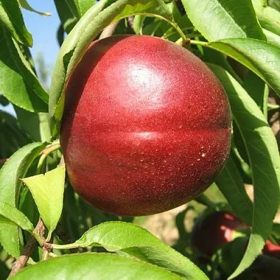 Нектарин ФАНТАЗИЯ в Раменском