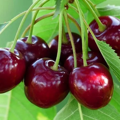 Дюк ЖИВИЦА (ЧЕРЕВИШНЯ)  Дюк ЖИВИЦА (ЧЕРЕВИШНЯ) в Раменском