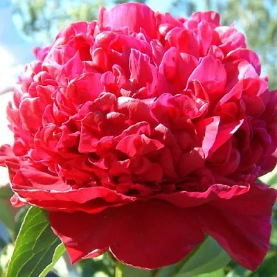 Пион ИНСПЕКТОР ЛАВЕРН травянистый  Пион ИНСПЕКТОР ЛАВЕРН травянистый в Раменском