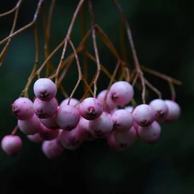 Рябина ПЕКИНСКАЯ сладкоплодная  Рябина ПЕКИНСКАЯ сладкоплодная в Раменском