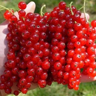 Смородина красная РЕД ПУЛ  Смородина красная РЕД ПУЛ в Раменском