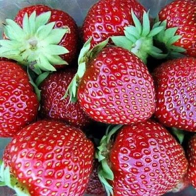 Клубника МАЛЬВИНА  Клубника МАЛЬВИНА в Раменском