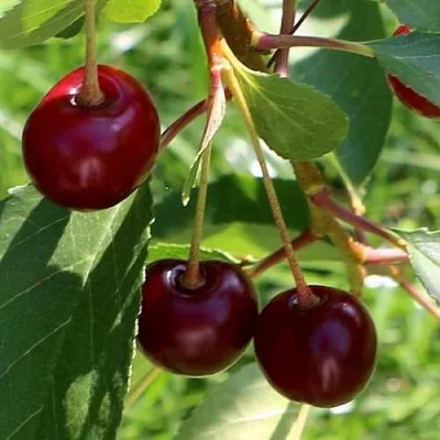 Дюк НАДЕЖДА  Дюк НАДЕЖДА в Раменском