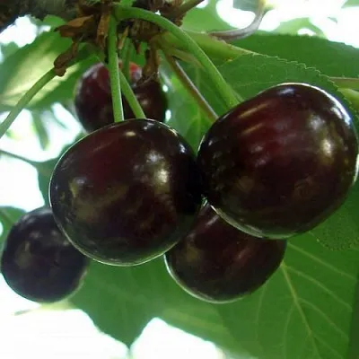 Дюк КСЕНИЯ (ЧЕРЕВИШНЯ)  Дюк КСЕНИЯ (ЧЕРЕВИШНЯ) в Раменском