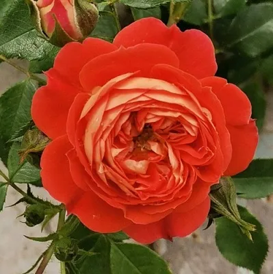 Саженцы роз СТАРЛЕТ РОУЗ КАРМЕН плетистая  Саженцы роз СТАРЛЕТ РОУЗ КАРМЕН плетистая в Раменском